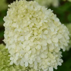 Rispenhortensie - Blüten bis in den Herbst