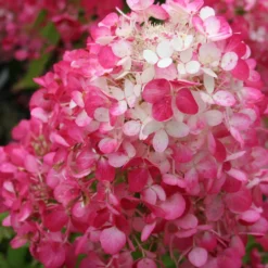 Rispenhortensie 'Diamant Rouge'® - Blüten, die Farbe wechseln