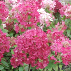 Rispenhortensie 'Diamant Rouge'® - Blüten, die Farbe wechseln