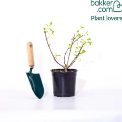 Rispenhortensie 'Diamant Rouge'® - Blüten, die Farbe wechseln