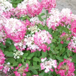 Rispenhortensie 'Diamant Rouge'® - Blüten, die Farbe wechseln