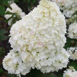 Rispenhortensie Dolly - Weiße Blütenwolken im Garten