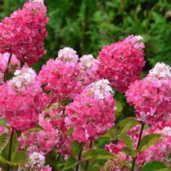Rispenhortensie Framboisine® Rensam - Blüten von Weiß zu Himbeerrot