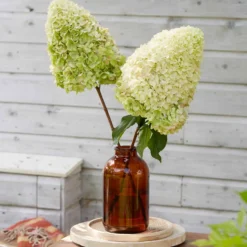 Rispenhortensie 'Hercules' - Riesenblüten, wenig Aufwand