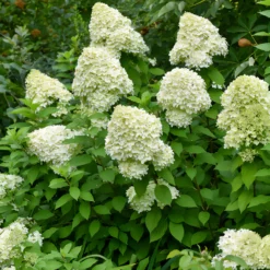 Rispen-Hortensie Limelight® - Blüten von Grün bis Weiß