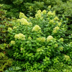 Rispen-Hortensie Limelight® - Blüten von Grün bis Weiß
