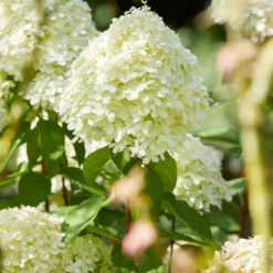 Rispenhortensie 'Limelight' - Grüne Blüten den ganzen Sommer