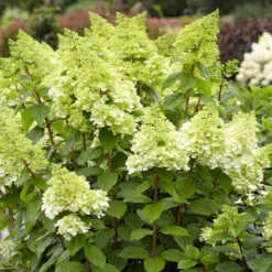 Rispenhortensie Magical® Moonlight - Riesenblüten wie Mondlicht