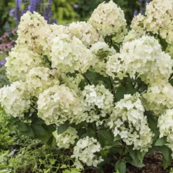 Rispenhortensie ‘Petite® Star’ - Große Blüten, wenig Platz