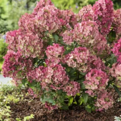 Rispenhortensie ‘Petite® Star’ - Große Blüten, wenig Platz