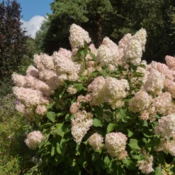 Rispenhortensie Phantom - Riesige Blüten, wenig Aufwand