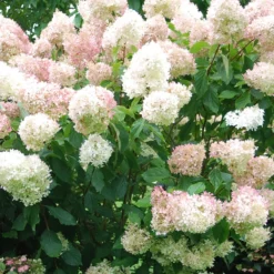 Rispenhortensie Phantom - Riesige Blüten, wenig Aufwand