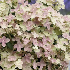 Rispenhortensie 'Polestar'® - Zwei Farben, ein Blickfang