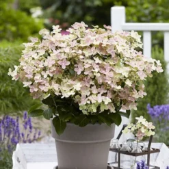 Rispenhortensie 'Polestar'® - Zwei Farben, ein Blickfang
