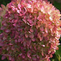 Rispenhortensie Romantic Ace® 'Renvagor' - Blüten von Juli bis November