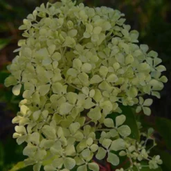 Rispenhortensie Romantic Ace® 'Renvagor' - Blüten von Juli bis November