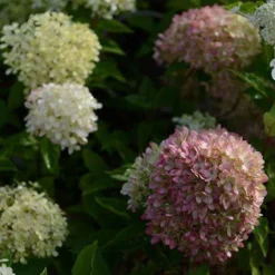 Rispenhortensie Romantic Ace® 'Renvagor' - Blüten von Juli bis November
