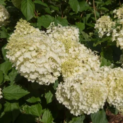 Rispenhortensie 'Silver Dollar' - Große Blüten, wenig Aufwand