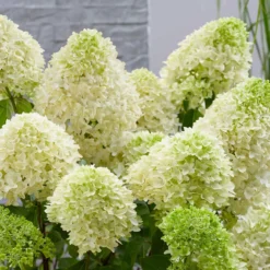 Rispenhortensie 'Skyfall' - Weiße Blütenwolke, ganz einfach