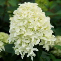 Rispenhortensie 'Skyfall' - Weiße Blütenwolke, ganz einfach
