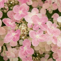 Rispenhortensie 'Switch Ophelia'® - Blüten die die Farbe wechseln