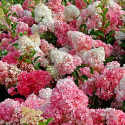 Rispenhortensie 'Vanille Fraise' - Blüten wie Erdbeereis