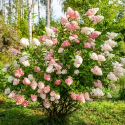 Rispenhortensie 'Vanille Fraise' - Blüten wie Erdbeereis