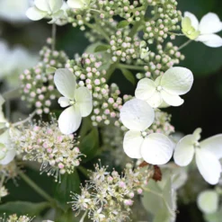 Rispenhortensie White Lady - Weiße Blütenwolke im Garten