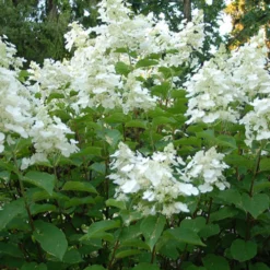 Rispenhortensie White Lady - Weiße Blütenwolke im Garten