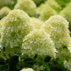 Rispenhortensie 'Whitelight' - Leuchtend weiße Blütenwolken