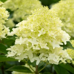 Rispenhortensie 'Whitelight' - Leuchtend weiße Blütenwolken