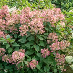 Rispenhortensie ‘Wims Red’ - Blüten, die von Weiß zu Rot wechseln