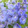 Rittersporn ‘Cameliard’ - Blaue Blütentürme im Beet