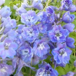 Rittersporn ‘Cameliard’ - Blaue Blütentürme im Beet