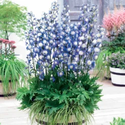 Rittersporn Highlander® Bolero - Voller Blüten den ganzen Sommer