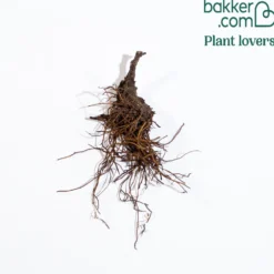 Rittersporn Highlander® Bolero - Voller Blüten den ganzen Sommer