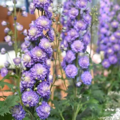 Rittersporn Highlander® Bolero - Voller Blüten den ganzen Sommer