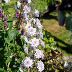 Rittersporn Highlander Cha-Cha - Gefüllte Blüten, echter Wow-Effekt