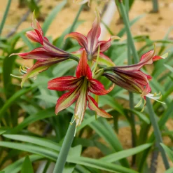 Ritterstern Mystica - Zweifarbige Blüten, mühelos
