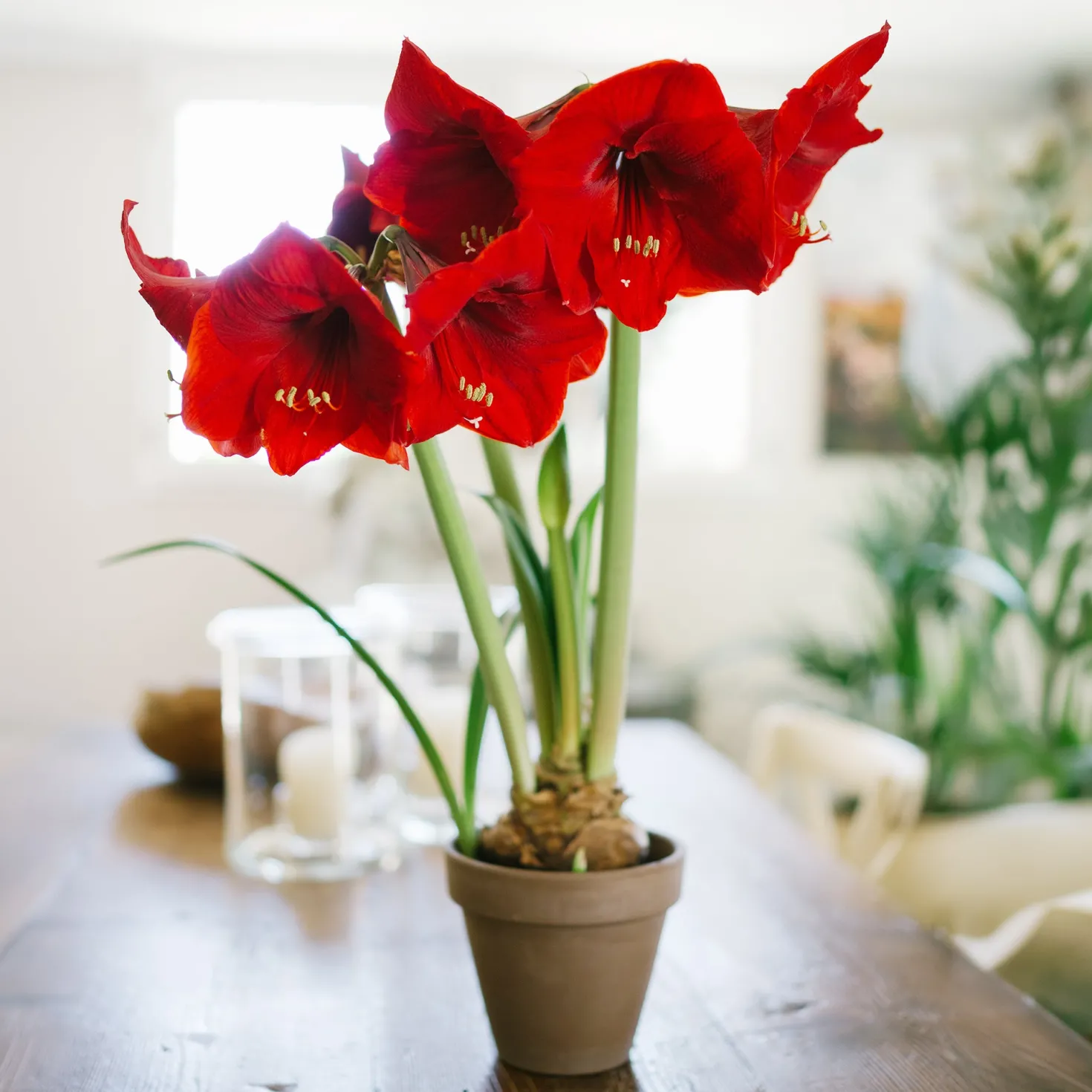 Ritterstern ‘Red Lion’ - Rote Blüten mitten im Winter