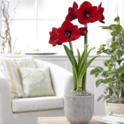 Ritterstern ‘Red Lion’ - Rote Blüten mitten im Winter