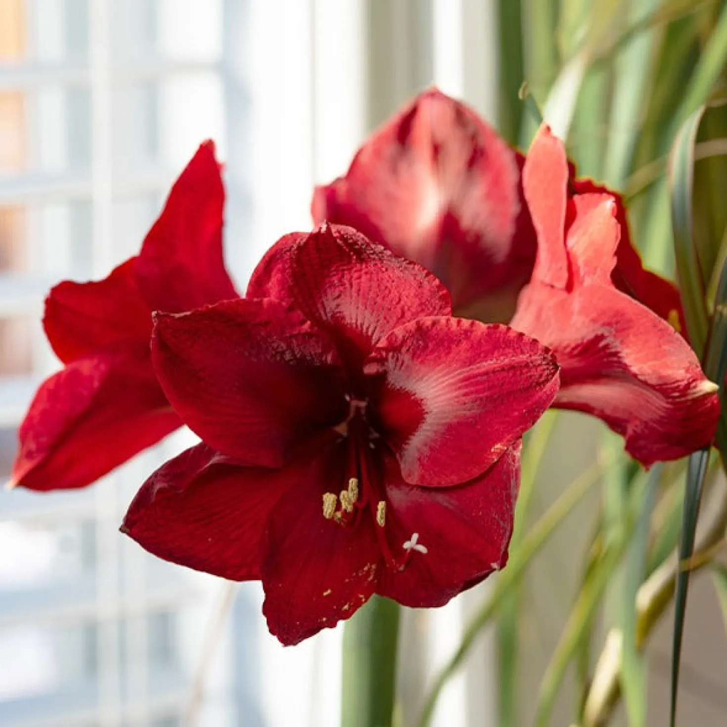 Ritterstern ‘Red Lion’ - Rote Blüten mitten im Winter
