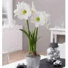 Ritterstern 'White Christmas' - Weiße Blüten zu Weihnachten