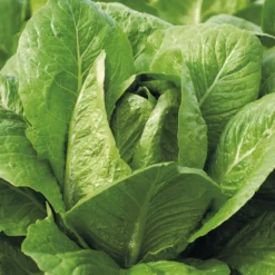 Römersalat ‘Blonde maraichere’ - Knackig direkt vom Beet