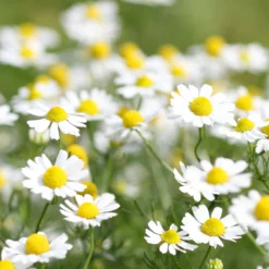 Römische Scheinkamille - Duftteppich für sonnige Beete