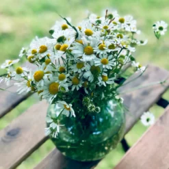 Römische Scheinkamille - Duftteppich für sonnige Beete