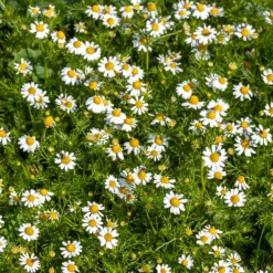 Römische Scheinkamille - Duftteppich für sonnige Beete
