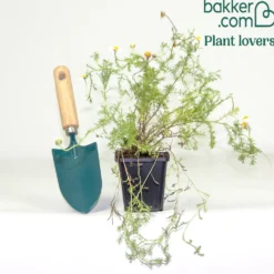 Römische Scheinkamille - Duftteppich für sonnige Beete
