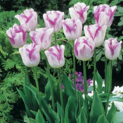 Romantische Tulpen-Kollektion (x20) - Volle Blüten wie gemalt