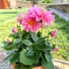 Rosa Dahlie - Rosa Blüten den ganzen Sommer
